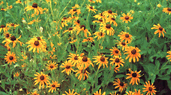 Photo of Black Eye Susan Flowers of Texas