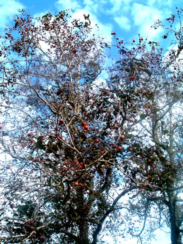 Photo of Persimmon trees