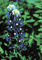 Photo of Texas bluebonnets, the state flower of Texas