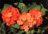 Photo of Lantana Wild Flowers of Texas